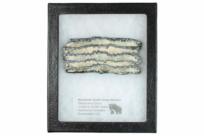 Mammoth Molar Slice With Case - South Carolina #291160